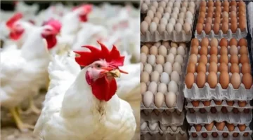 انخفاض أسعار الدواجن 12 جنيها للكيلو بعد موجة ارتفاعات قوية بالسوق